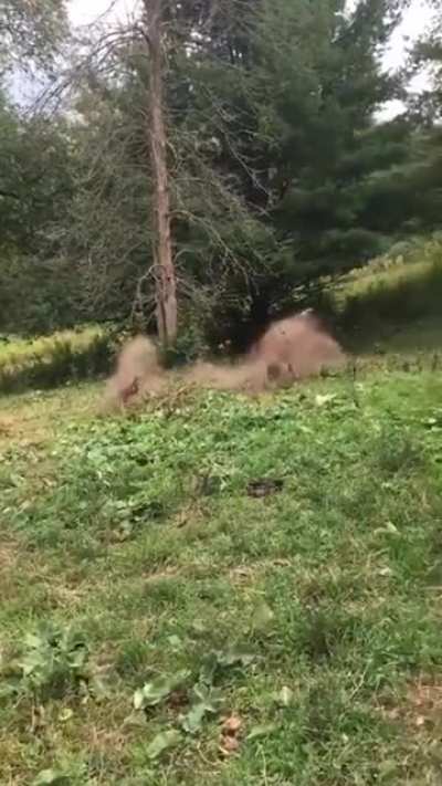 When you try to get your horse to jump over a small rock