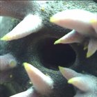 Sea cucumber, with sound