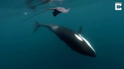 An Orca tail slapped an oblivious stingray
