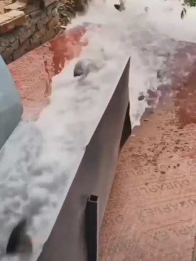 Peixe grátis !