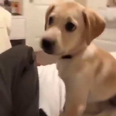 Cute Dog