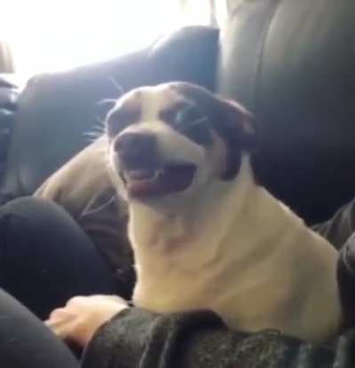 🐶💕