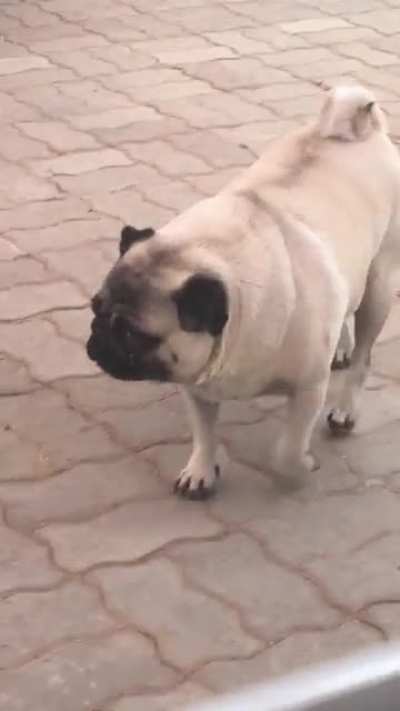 Fo barks count?