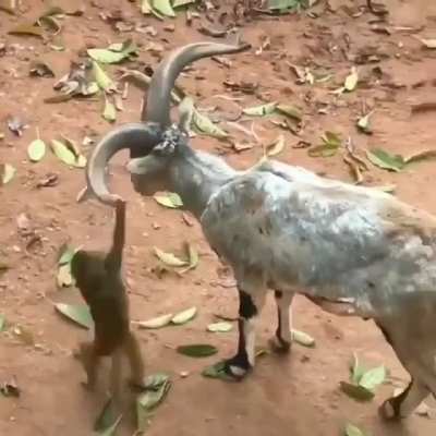 MOUNT UP!