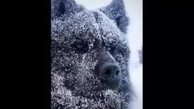 A wolf by birth ...