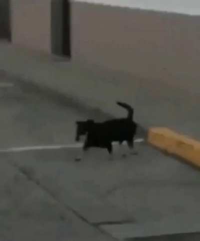 Blursed_C-4