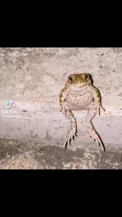 sapo 