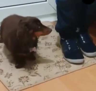 Wipe your paws
