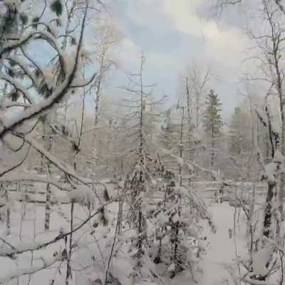 на оленях утром ранним!