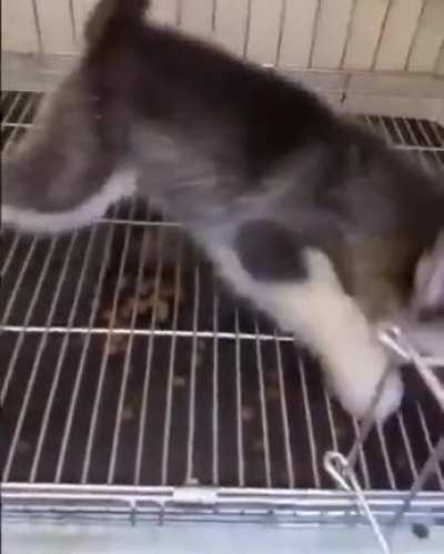 woof_irl