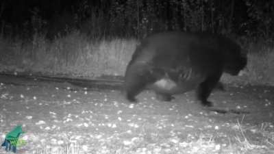 Well-fed black bear from Minnesota