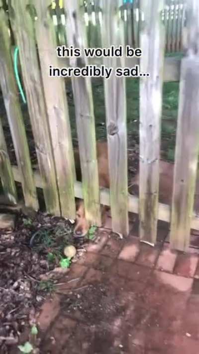 Give the Doggo it's ball