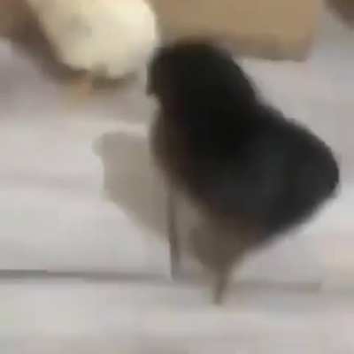 Random video #19