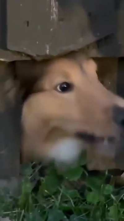 Raaaaaaaawooo