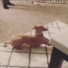 Bowl zoomie