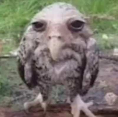 I hate this fucking bird