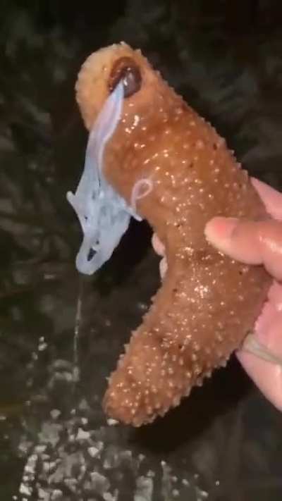 Hmmm Weird creature