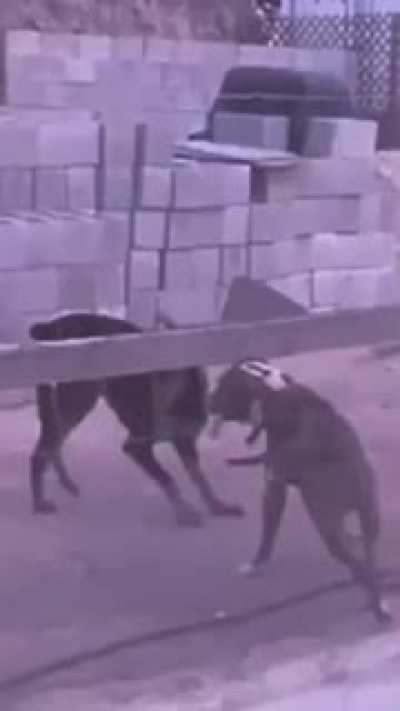 Dogão