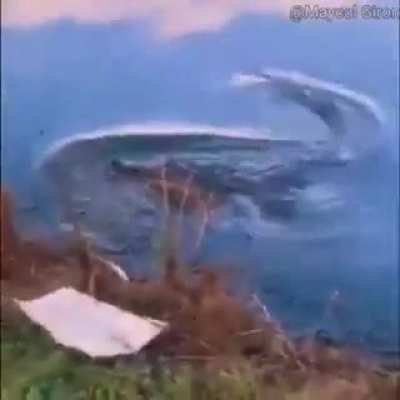 Just tge boys going for a swim