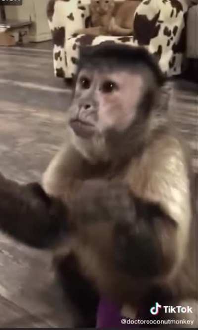 Eat da cream. Return to monke.