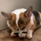 Doggo with style 😎