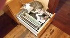 Milou and Miffy working hard to get the archives in order