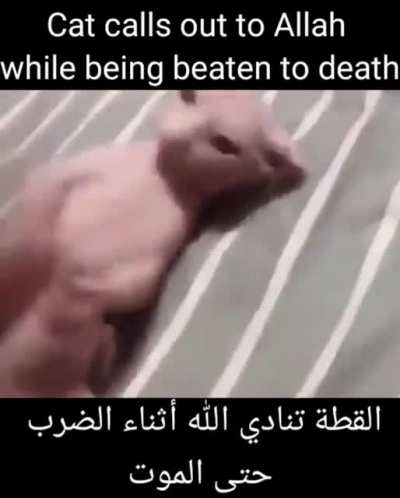 😮😮😮Ca<wbr>t scream for allah قطة الله تصرخ🐱<wbr>🐱🐱😮😩