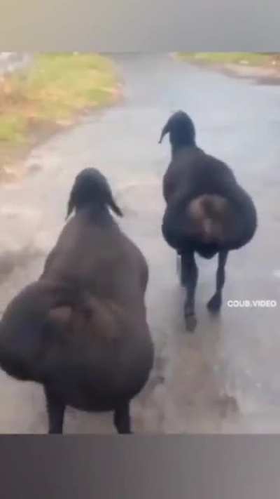 Shake it, madam