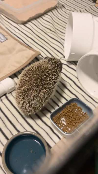 Squeaking noise while eating?