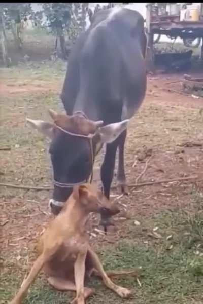 He's loving it.
