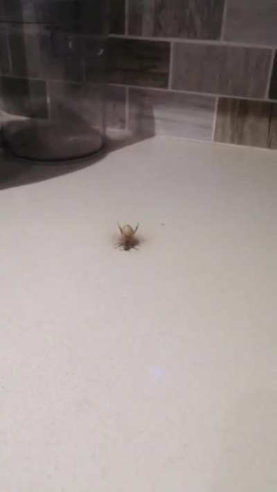 It's 1am, I just went down to the kitchen for a snack, and I find this. I don't know what the little guy is going through but I hope he's alright.
