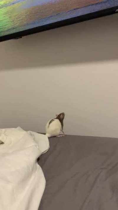 To be a spider-rat