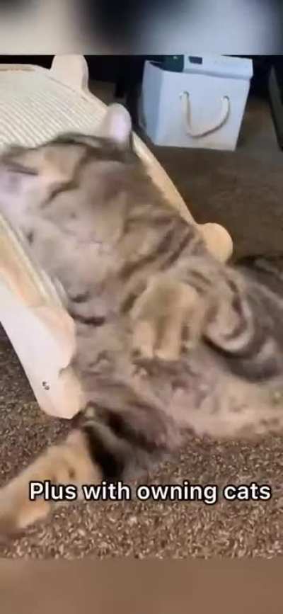 Call 1-800- Try Cats Today!!!