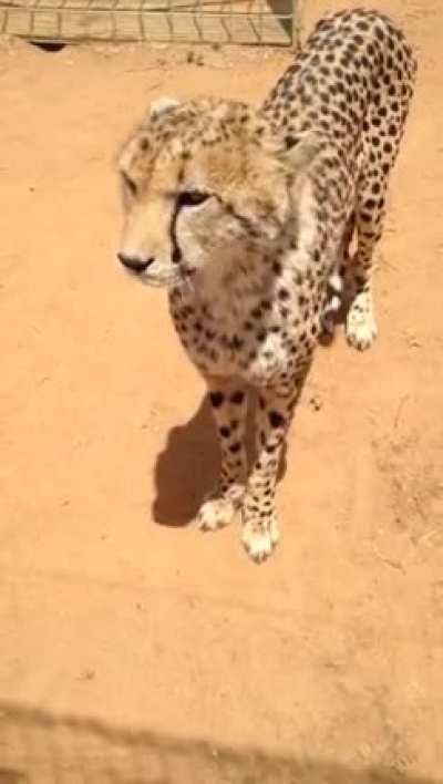 A big cat is still a cat