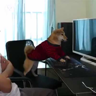 Why'd you do that hooman