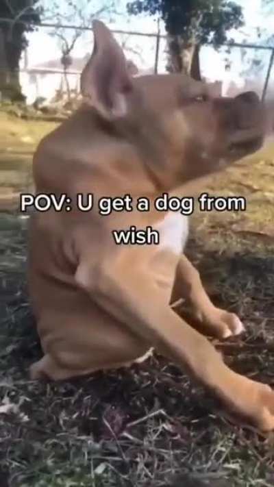 doggo