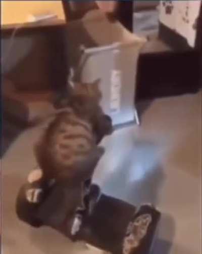 scooter cat: idk he looks silly