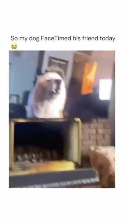 Dogs on a zoom call