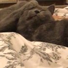Attempted to take a cute video of my cats licking each other, and then this happened...