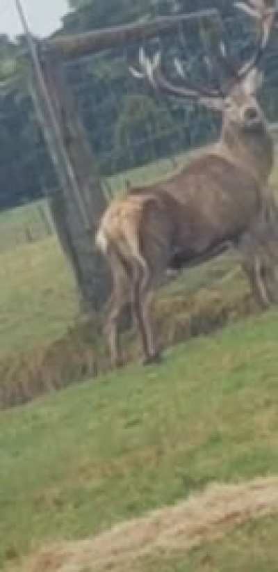 Two bucks with single horn, together and in perfect position for this illusion