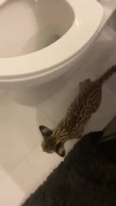 Toilet kitty
