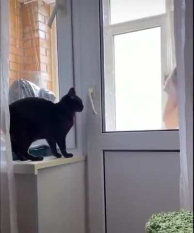 Smart cat