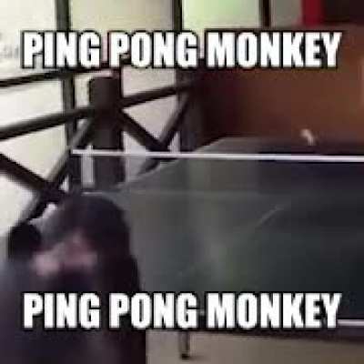 Ping Pong Monkey