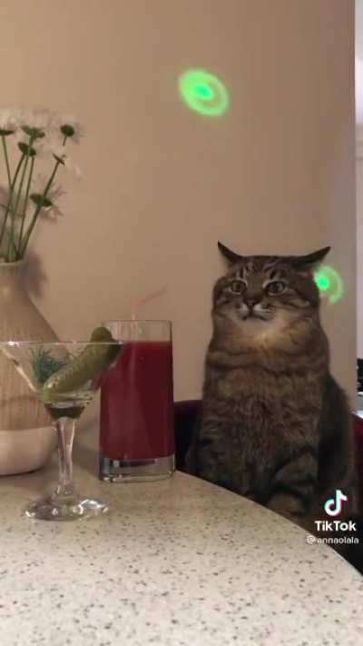 POV: your cat is judging your karaoke game