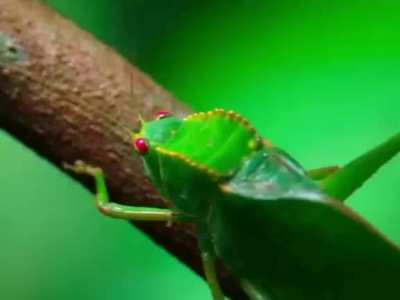 Pygmy Marmoset & Large Insect