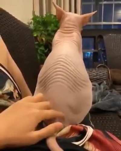 Petting a Sphinx cat
