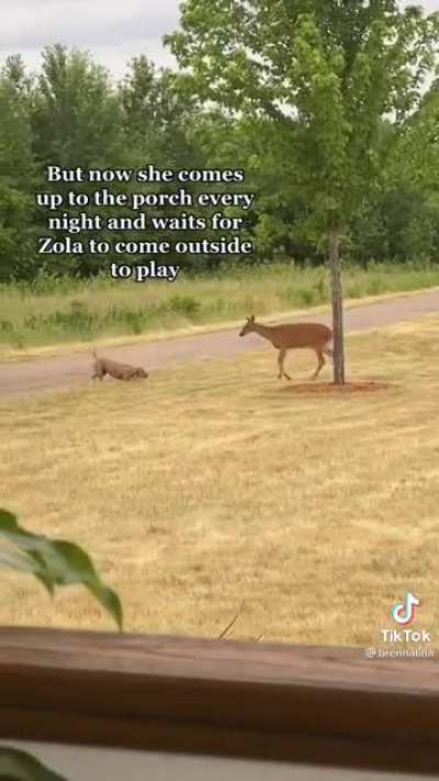 Unlikely friend
