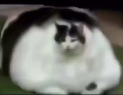 big cat