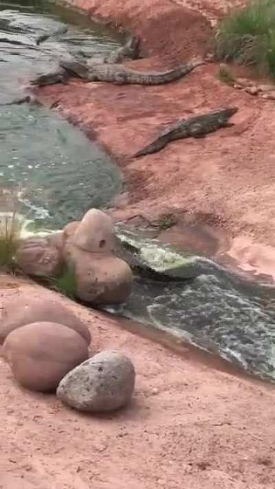 They love to slide down the river.
