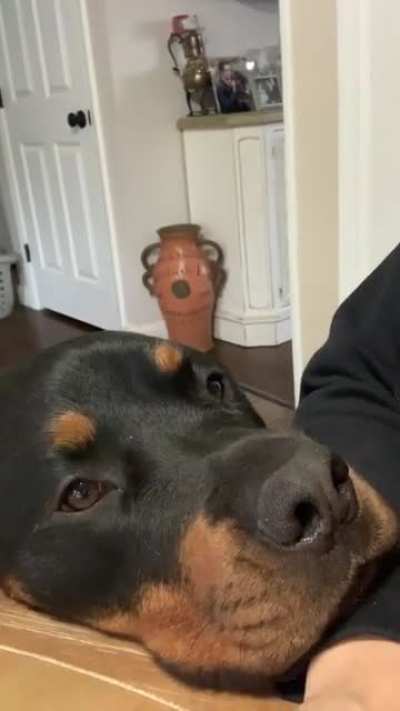 He knows how to get pets